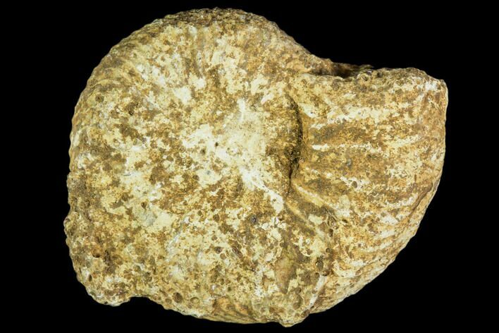 Fossil Ammonite (Cardioceras) - France #104551